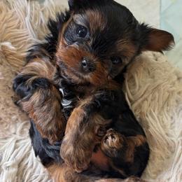 Yorkshire Terrier puppies from Southern Belle Yorkies
