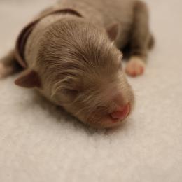 Purple Collar - Lilac female Border Collie puppy in Courtland, Alabama from C Bar C Ranch Border Collies
