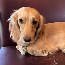 Pearl - Dachshund
