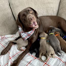 Dilute Retriever Puppies from Weathervane Labs