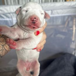 Mint Girl - White and liver brown female Dalmatian puppy in Lakeland, Florida from Ink Spot Canines