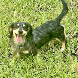 Dunkin - Dachshund