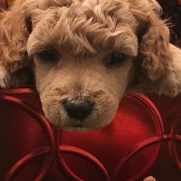 Basenjis, Cavalier King Charles Spaniels, Goldendoodles, Havanese, and Poodles from Atlas Farm and Kennels, Inc