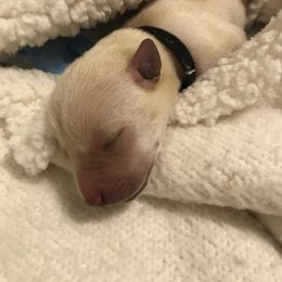 Labrador Retriever Puppies from Sycamore Kennels
