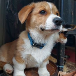 Pembroke Welsh Corgi Puppies from Gary's Pembroke Welsh Corgis