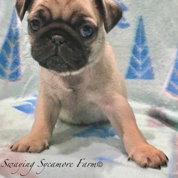 Pug and Shih Tzu Puppies from Swaying Sycamore Farm