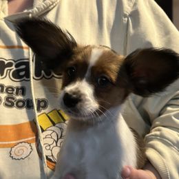 Papillon Puppies from WindyBarnYard Papillons