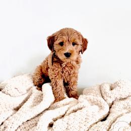 Brodie - Petite 18-25lbs - Red  male Goldendoodle puppy in Madisonville, Kentucky from Carlie and Co. Goldendoodles