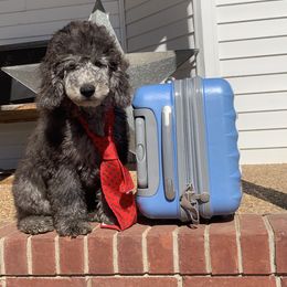 Cockapoo, Goldendoodle, and Aussiedoodle Puppies from Dare to Doodle