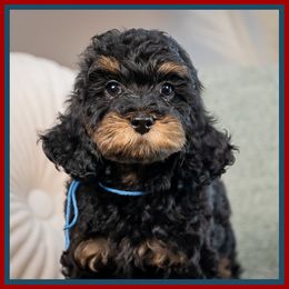 Parker - Black male Cockapoo puppy in Connersville, Indiana from Deaz Doodle Ranch