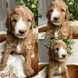 Goldendoodle puppies from Bishop Doodles
