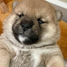 Joseph - Red male Shiba Inu puppy in Milton, Florida from Moonlight Shibas