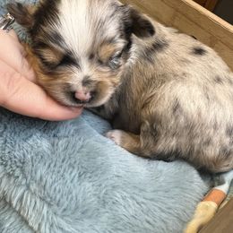 Miniature Australian Shepherd and Toy Australian Shepherd Puppies from Columbia Coast Toy & Mini Aussies