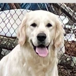 Polly - Golden Retriever