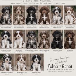 Cockapoo puppies from Harper Haven Doodles