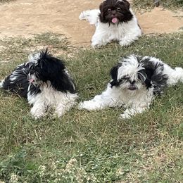 Shih Tzu Puppies from Sweet on Tzu