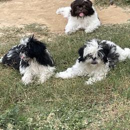 Shih Tzu Puppies from Sweet on Tzu