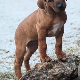 Rhodesian Ridgeback Puppies from Supernova Ridgebacks