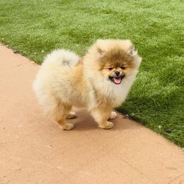 Archie - Orange sable male Pomeranian puppy in Hot Springs, Arkansas from Pomeranian Empire