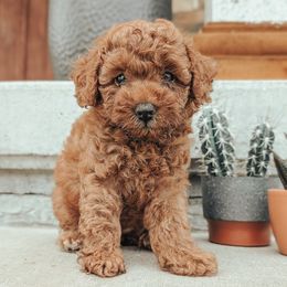 Girl 1 - female Poodle puppy in Chandler, Illinois from J & J Miniature Poodles of Chandler