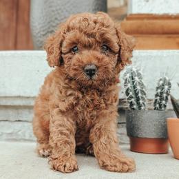 Girl 1 - female Poodle puppy in Chandler, Illinois from J & J Miniature Poodles of Chandler