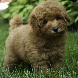 Jackson - Red  male Poodle puppy in Etna Green, Indiana from Perfect Match Poodles