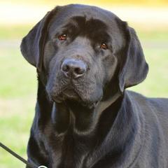 Labrador Retrievers from EverOak Labradors