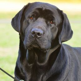 Labrador Retrievers from EverOak Labradors