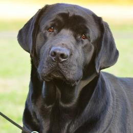 Labrador Retrievers from EverOak Labradors