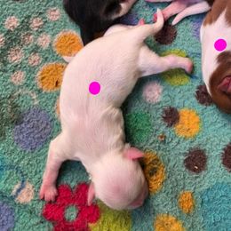 Cream Girl - Cream and white female Shih Tzu puppy in Vinita, Oklahoma from Locust Creek Shih Tzu & Havanese