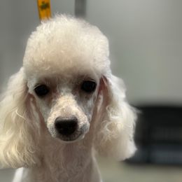Sunshine - Poodle