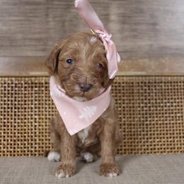 Merry - Red  female Goldendoodle puppy in Warsaw, Ohio from Lovabledoodles