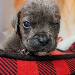 Pink collar - Gray brindle female Cane Corso puppy in Franktown, Colorado from Earth and Ship Cane Corso