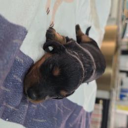 Black and Tan 1 - Black and tan male Dachshund puppy in West Plains, Missouri from Spring Creek Dachshunds