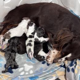 Dachshund Puppies from Vandruff Creek Mini Dachshunds