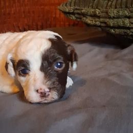 Tamia - Liver and white female Shihpoo puppy in Macon, Georgia from Shipoo Lane