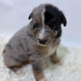 Yogi - Brown Collar - Blue merle male Australian Shepherd puppy in San Marcos, California from Faith Family Freedom Farm