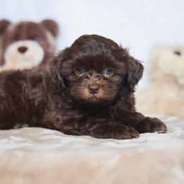 Bear - Liver male Shihpoo puppy in Nickelsville, Virginia from The Teddybear Shihpoo