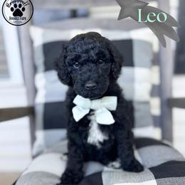 Leo - Black male Goldendoodle puppy in Anderson, South Carolina from Brinkerhoff Doodle Farm