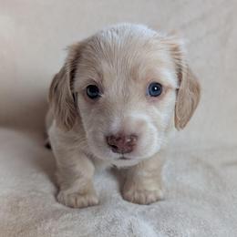Boy 4 - Cream male Dachshund puppy in San Diego, California from Sweetheart Doxies LLC