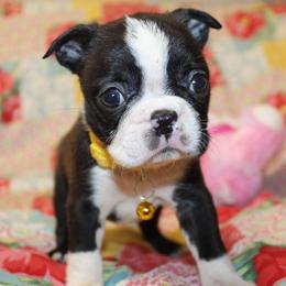 Girl Puppy - Black brindle and white female Boston Terrier puppy in Brooksville, Florida from Delamorés Pups
