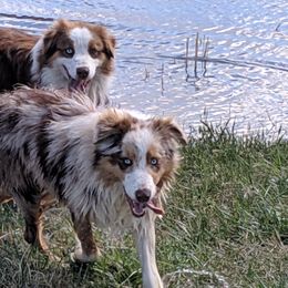Australian Shepherds and Miniature American Shepherds from Jorvik Australian Shepherds