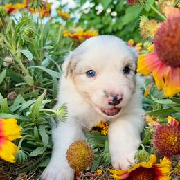 Dina - Blue merle female Australian Shepherd puppy in Wauneta, Nebraska from 4H Aussies