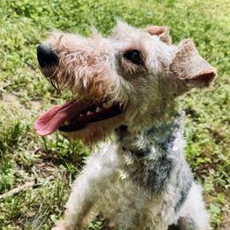 Natalie - Wire Fox Terrier