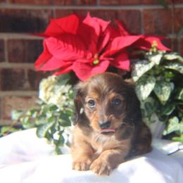 Boy 1 - Red male Dachshund puppy in Hazlehurst, Georgia from DrakeFire Dachshunds