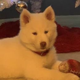 Siberian Huskies from Winter Siberian Huskies