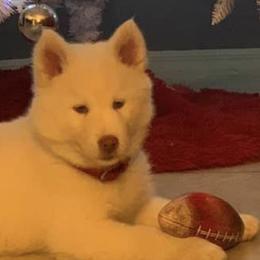 Siberian Huskies from Winter Siberian Huskies
