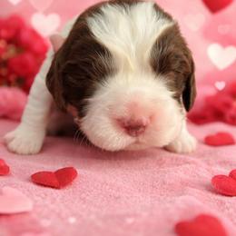 Light green boy - White and liver male English Springer Spaniel puppy in Lufkin, Texas from Shifletknights Springer Spaniels