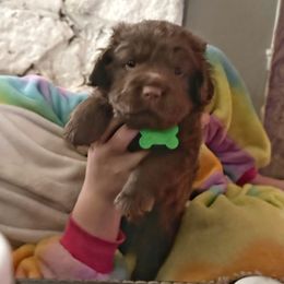 Chinese Shar-Pei and Companion Cross Puppies from Mini Hippo Land