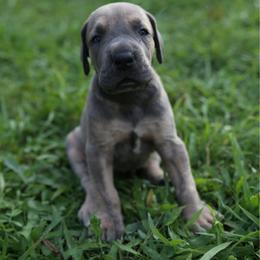 Patriot - Blue brindle male Great Dane puppy in Rosharon, Texas from Parker's Great Danes